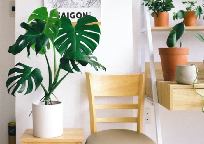 室內植物 室內植物