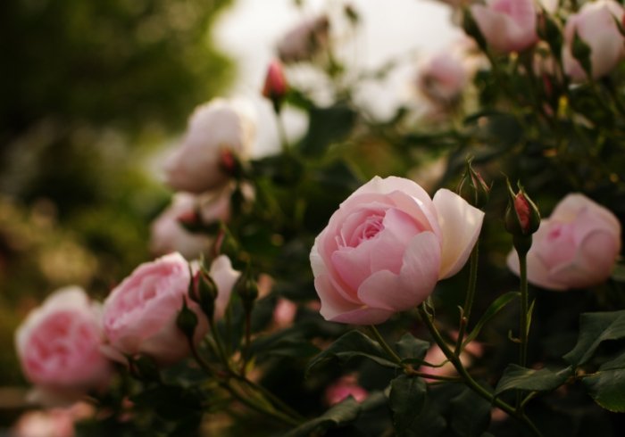 粉玫瑰花語 粉玫瑰花語