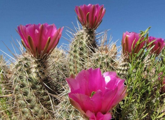 仙人掌花 仙人掌花