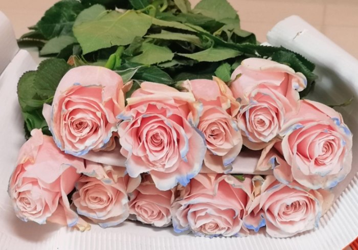 粉玫瑰花語 粉玫瑰花語