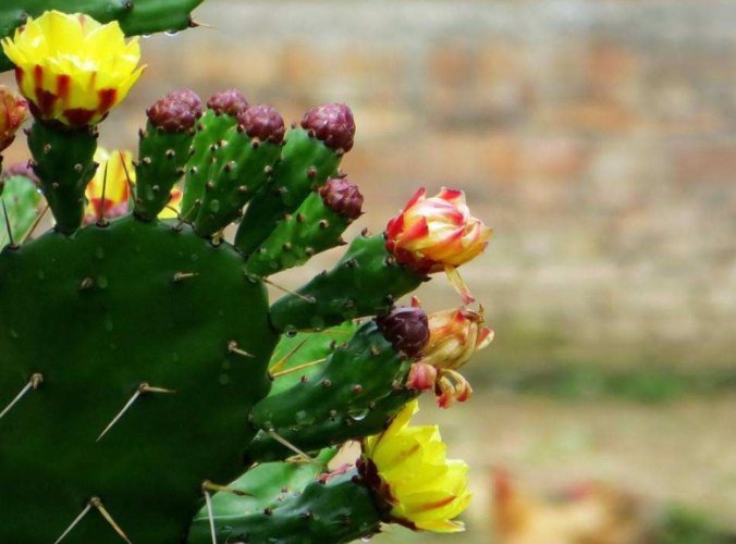 仙人掌花 仙人掌花