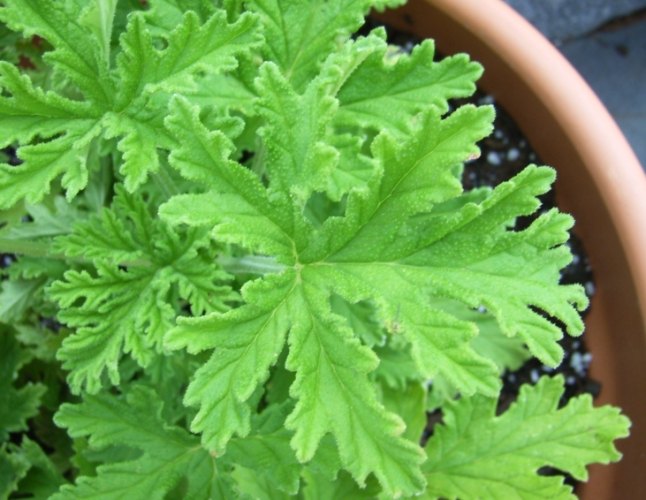 防蚊植物 防蚊植物