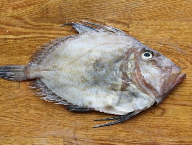 多利魚 多利魚