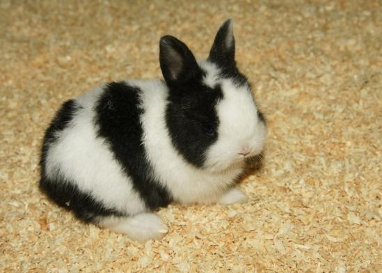 侏儒兔飼養 侏儒兔飼養