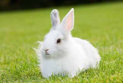 安哥拉兔飼養 安哥拉兔飼養