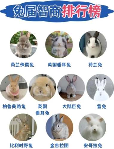 兔子智力 兔子智力