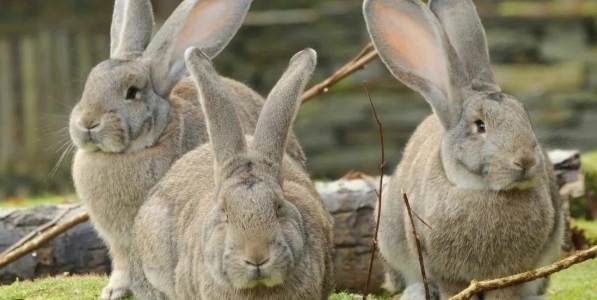 佛萊明巨兔飼養