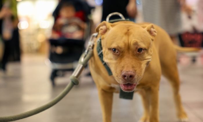 比特犬訓練方法