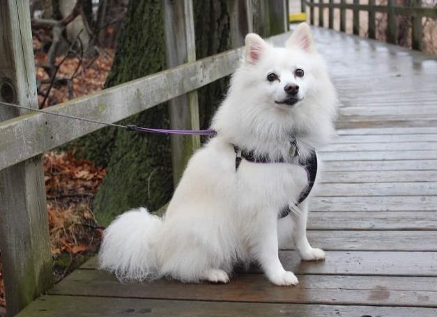 狐狸犬種類 狐狸犬種類