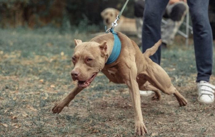 比特犬攻擊行為