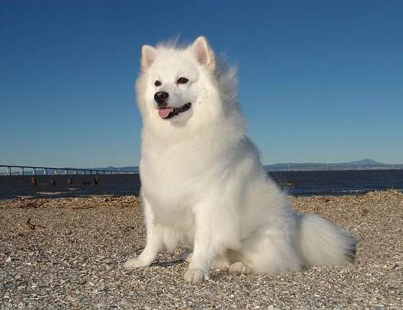 狐狸犬品種介紹 狐狸犬品種介紹