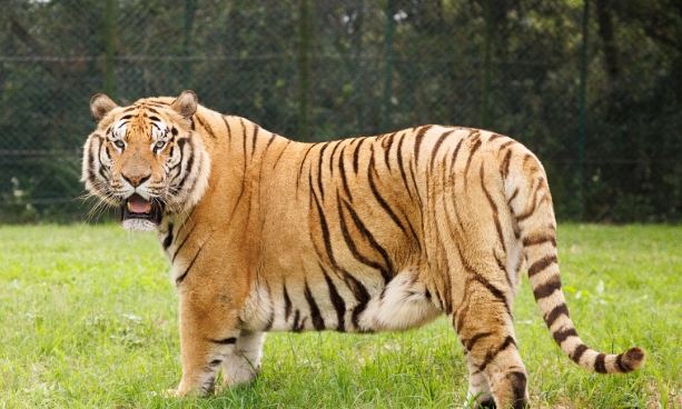 貓科動物分類 貓科動物分類
