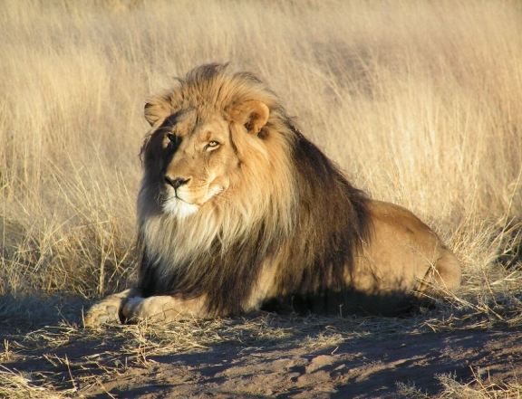 貓科動物分類 貓科動物分類
