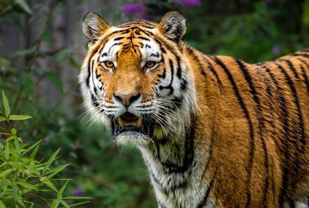 貓科動物分類 貓科動物分類