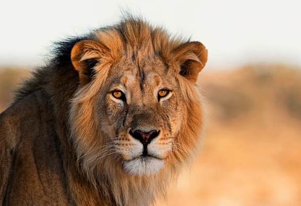 貓科動物分類 貓科動物分類