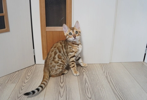 孟加拉貓飼養