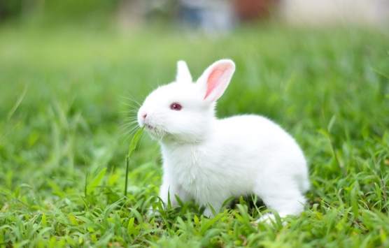 兔子飼養指南 兔子飼養指南