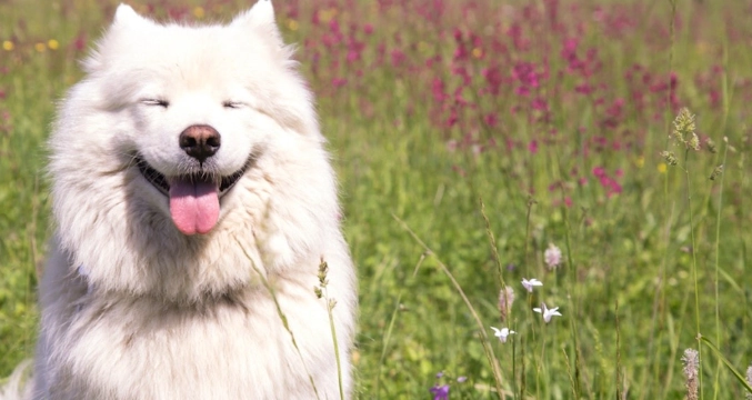 薩摩耶犬優缺點