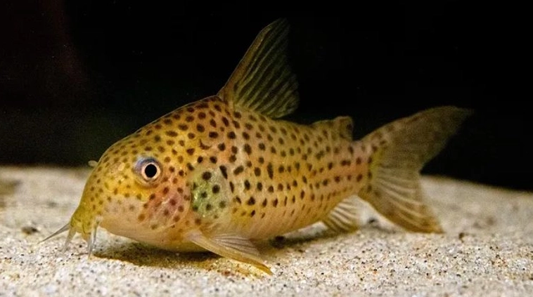 珍珠鼠魚飼養 珍珠鼠魚飼養