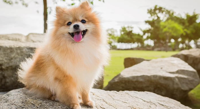 小型犬飼養