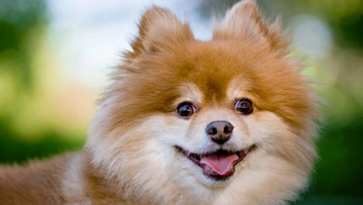 博美犬性格