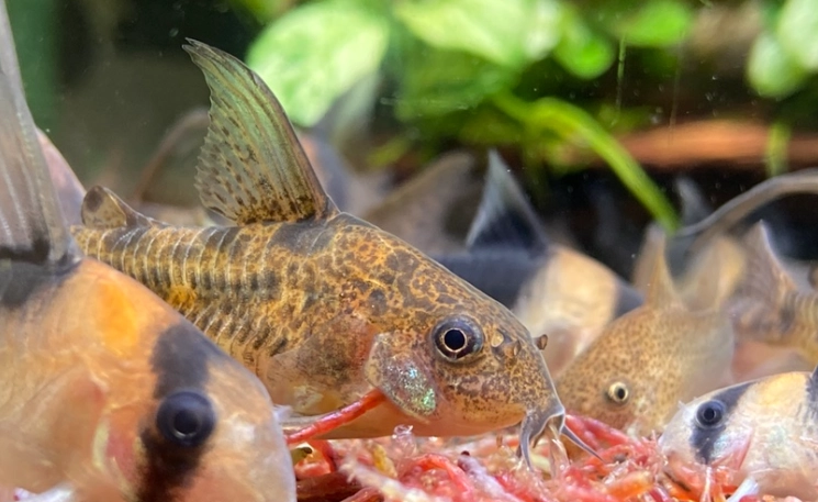 珍珠鼠魚飼養 珍珠鼠魚飼養
