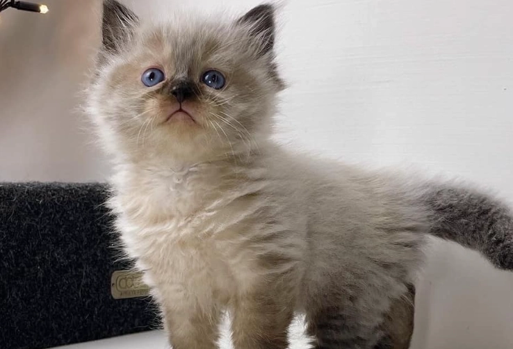 Himalayan cat temperament