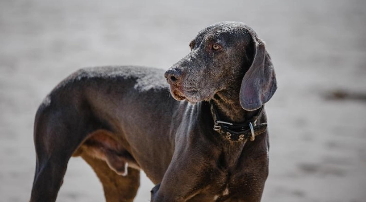 威瑪犬 性格 威瑪犬 性格