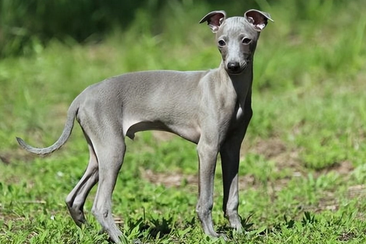 靈提犬健康問題