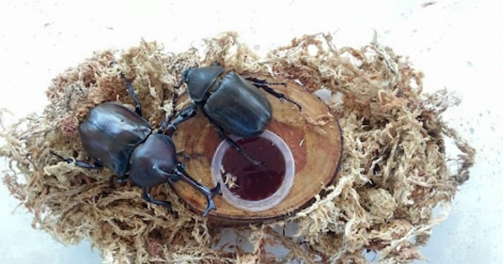 獨角仙飼養方法