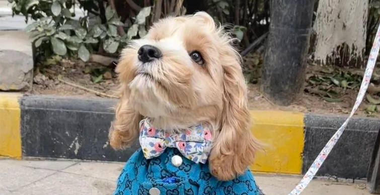 可卡布犬智力測試