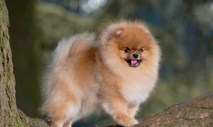 博美犬性格