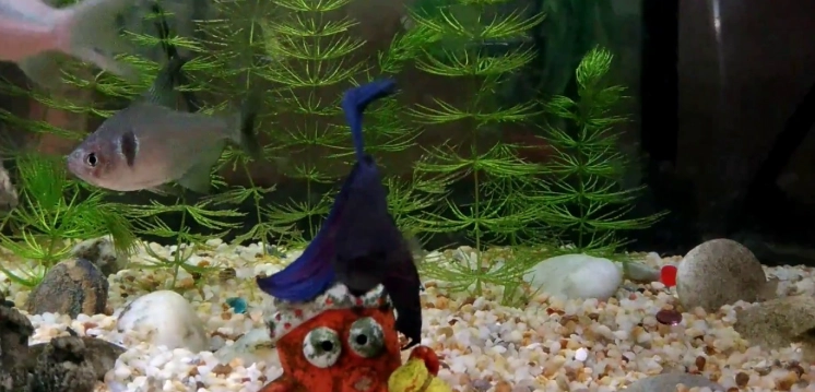 鼠魚混養注意事項 鼠魚混養注意事項