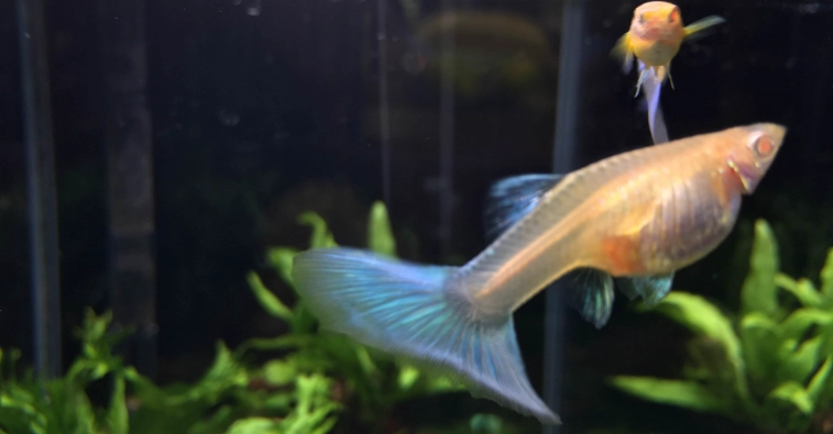 孔雀魚懷孕初期症狀
