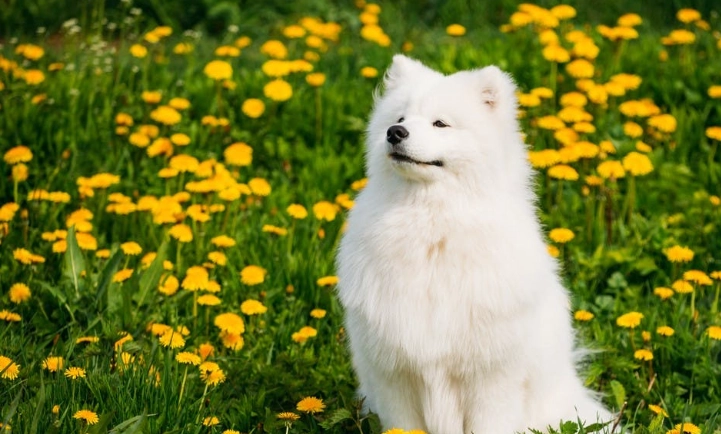 薩摩耶犬飼養