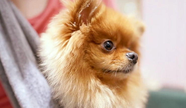 小型犬飼養