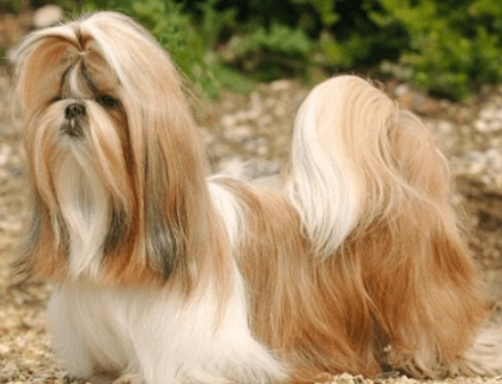 西施犬大小 西施犬大小
