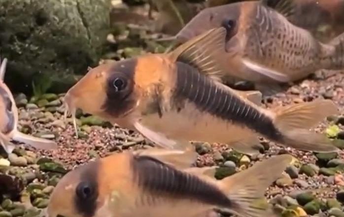 鼠魚兼容魚種 鼠魚兼容魚種