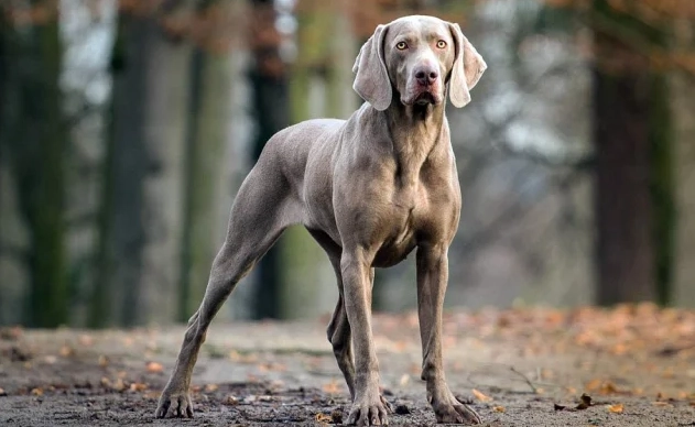 威瑪犬 訓練 威瑪犬 訓練