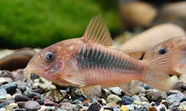 鼠魚飼養壽命 鼠魚飼養壽命
