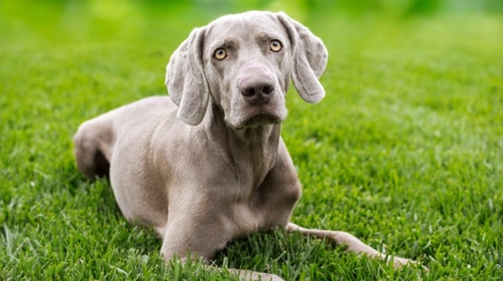 威瑪犬 健康 威瑪犬 健康