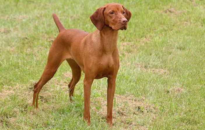 維茲拉犬特點