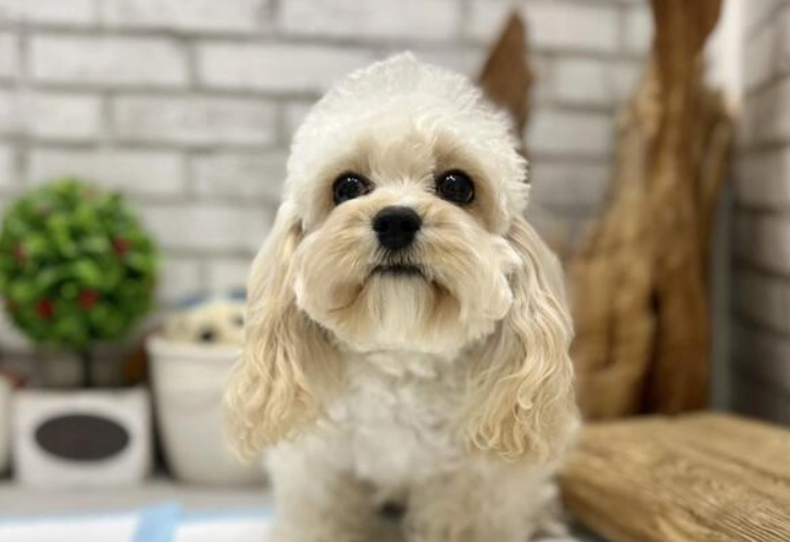 可卡布犬智力測試