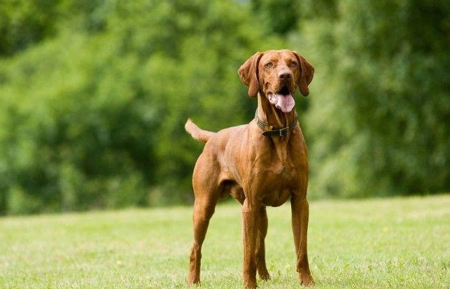 維茲拉犬飼養