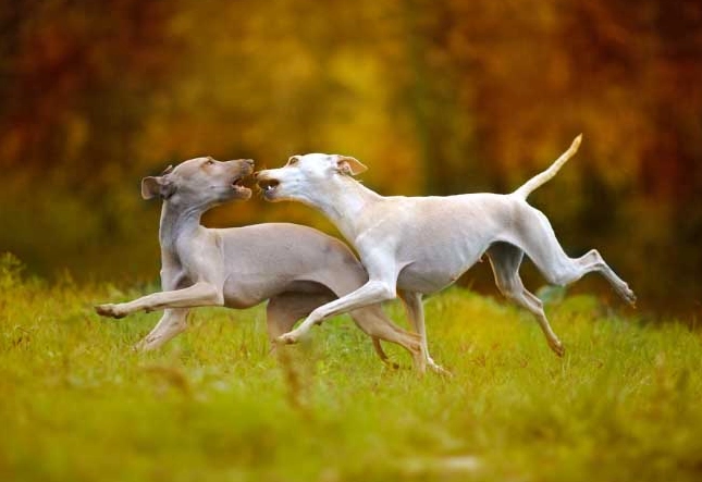 靈提犬飼養