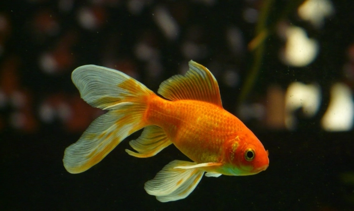 金魚養殖密度