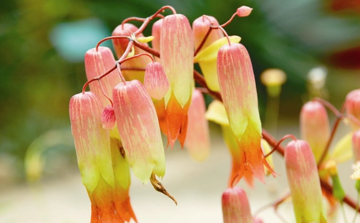 落地生根花象征