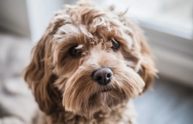 可卡布犬智力測試