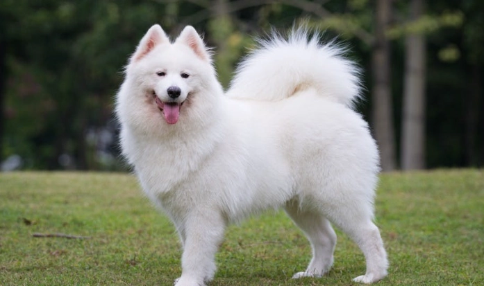 薩摩耶犬飼養