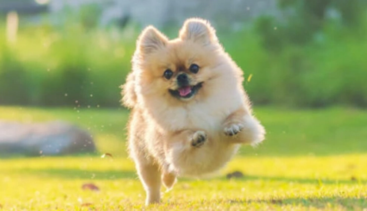 博美犬性格